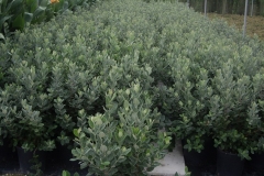 Fejoia sellowiana 